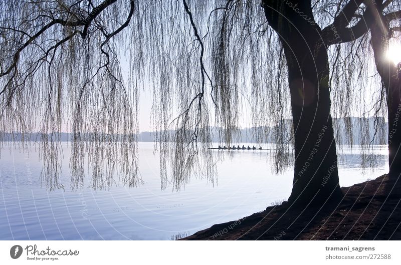 Morgensonne Rudern achter Ausflug Landschaft Wasser Seeufer Alster Hamburg Außenalster Ruderboot kalt blau schwarz Zufriedenheit Idylle Farbfoto Gedeckte Farben