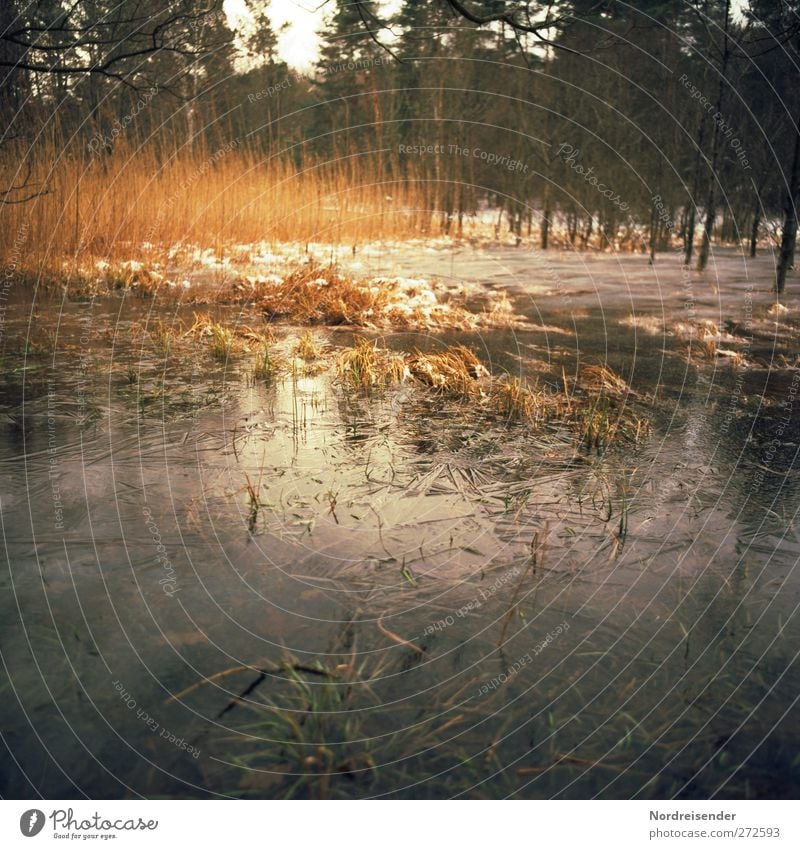 Sumpf Sinnesorgane ruhig Abenteuer Natur Landschaft Pflanze Wasser Herbst Winter Baum Moor beobachten träumen bedrohlich kalt Respekt bizarr Endzeitstimmung