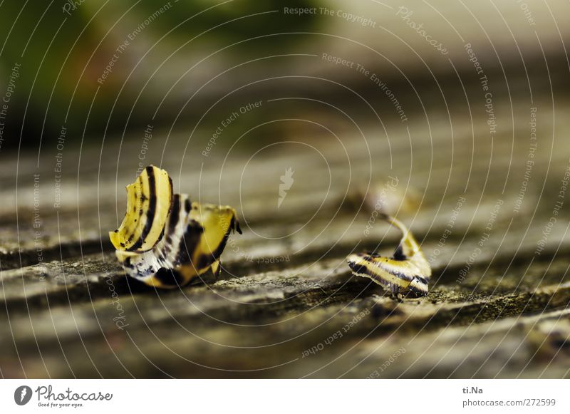 Unbekannt verzogen Umwelt Natur Landschaft Pflanze Tier Wildtier Totes Tier Schnecke liegen kaputt Schneckenhaus Farbfoto Makroaufnahme Menschenleer