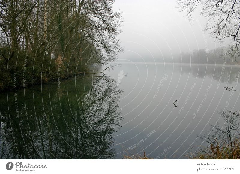 Wasserlandschaft Nebel Morgen Gewässer Baum Morgendämmerung Rhein