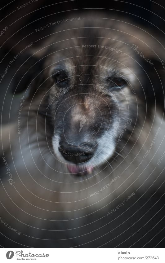 Gustava - 2 Tier Haustier Hund Tiergesicht Fell Hundeschnauze Schäferhund 1 schön kuschlig Freundschaft zutraulich Treue Farbfoto Außenaufnahme Menschenleer