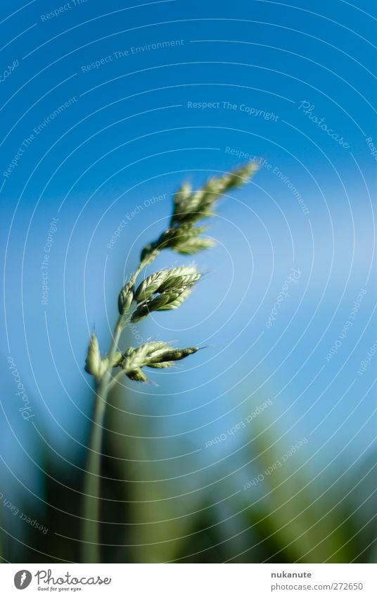 Gras im Wind Picknick Sommer Garten Gartenarbeit Landwirtschaft Forstwirtschaft Natur Pflanze Luft Himmel Sonnenlicht Schönes Wetter Wildpflanze Wiese Feld Duft