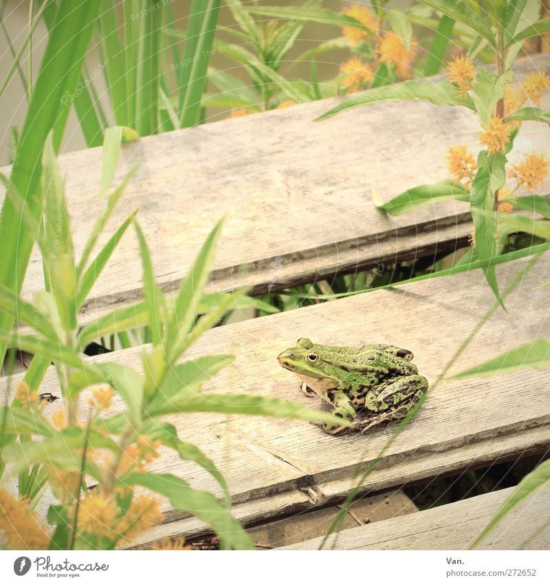 Quak auf Holz Natur Tier Frühling Pflanze Blatt Blüte Grünpflanze Wasserpflanze Teich Steg Wildtier Frosch Amphibie 1 beobachten sitzen gelb grün Farbfoto