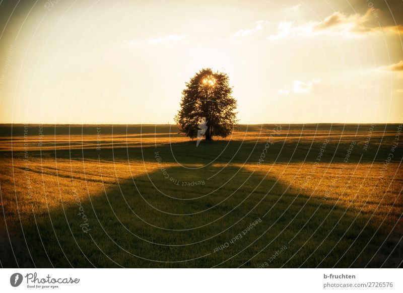 Sonnenuntergang im Herbst Erholung ruhig Meditation Natur Himmel Sonnenaufgang Sonnenlicht Baum Gras Wiese Feld träumen frisch Wärme Lebensfreude Geborgenheit