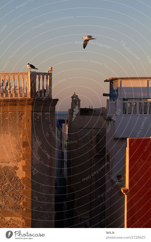 Häuserschlucht in der Morgensonne, Essaouira, Marokko, Afrika. Haus Mauer Wand Fassade Balkon Terrasse fliegen Möwe Himmel Horizont Farbfoto Außenaufnahme