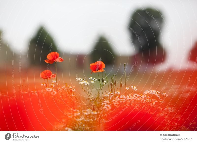 Mohn und Kamille Natur Landschaft Pflanze Himmel Sommer Schönes Wetter Blume Blüte Mohnblüte Kamillenblüten Wiese Feld natürlich schön rot Farbfoto