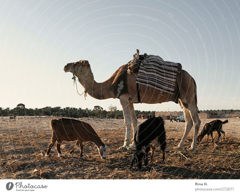 Camelus Dromedarius II Umwelt Landschaft Wolkenloser Himmel Schönes Wetter Oase Haustier Nutztier Ziegen 4 Tier Sand Fressen stehen warten braun gelb