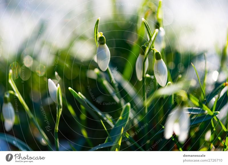 Schneeglöckchen unter sich. Natur Pflanze Tier Wassertropfen Frühling Winter Schönes Wetter Blatt Wildpflanze Garten Wiese authentisch exotisch frisch klein