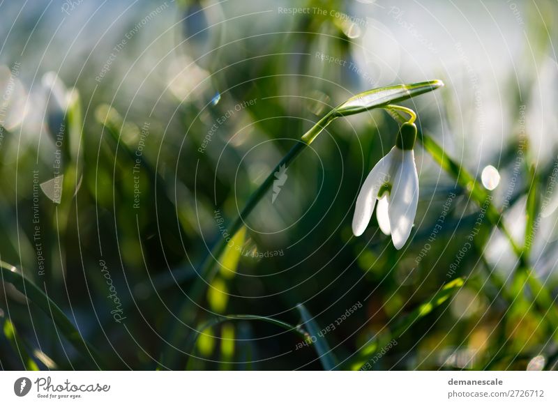 Kleines Schneeglöckchen Natur Pflanze Tier Wassertropfen Frühling Winter Blatt Blüte Wildpflanze Garten Blühend Duft leuchten ästhetisch authentisch frisch