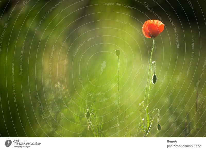 Mohn Natur Pflanze Blume Gras Blüte Nutzpflanze Wildpflanze Mohnblüte Mohnkapsel Stengel Blühend stehen Wachstum schön grün rot Einsamkeit Leben Umwelt Frühling