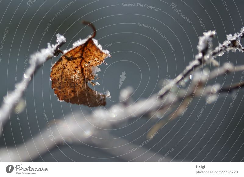 ein verwelktes Blatt an einem Zweig mit Eiskristallen Umwelt Natur Pflanze Winter Frost Sträucher Park festhalten frieren glänzend hängen dehydrieren