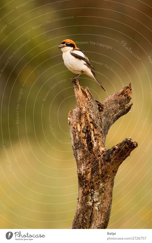 Kleiner Vogel, der auf dem Ast eines Baumes sitzt. schön Jagd Sommer Frau Erwachsene Mann Natur Tier Himmel sitzen klein wild blau braun grün rot schwarz Farbe