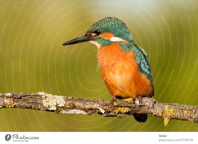 Eisvogel Vogelputz auf einem Ast exotisch Natur Tier Fluss beobachten hell wild blau grün türkis weiß Eisvögel in diesem Fall Tierwelt allgemein Schnabel