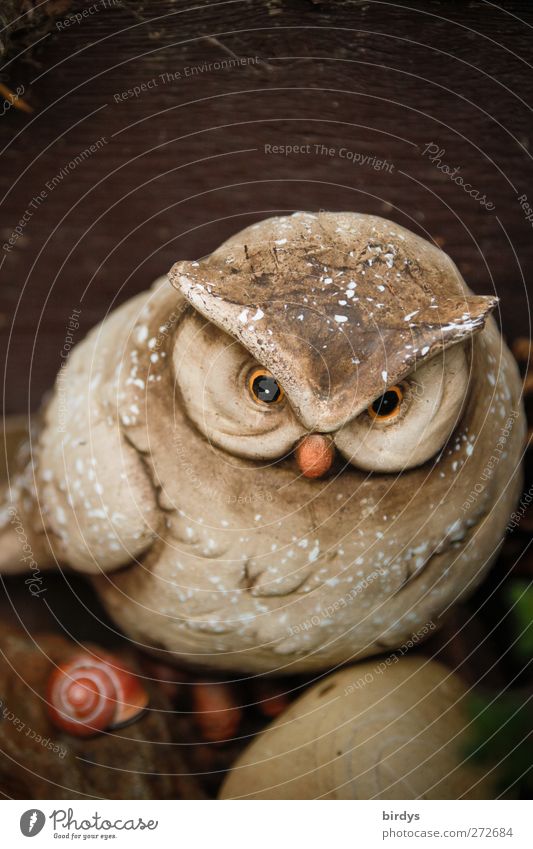 dekorative Eule aus Ton Eulenaugen Dekoration & Verzierung Skulptur Vogel Schnecke Tiergesicht Eulenvögel Schneckenhaus 1 Stein beobachten Blick trendy lustig