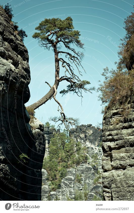 Freeclimber Freiheit Umwelt Natur Landschaft Pflanze Himmel Wolkenloser Himmel Klima Schönes Wetter Baum Felsen Berge u. Gebirge authentisch wild grün Kraft