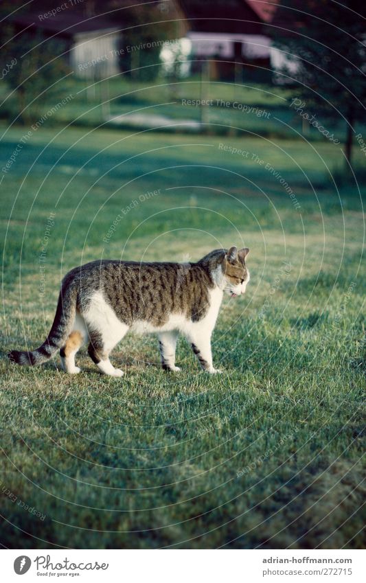 Dorfkater Natur Tier Gras Garten Wiese Haustier Katze 1 Blick Glück Farbfoto Außenaufnahme Tag Tierporträt Profil Wegsehen