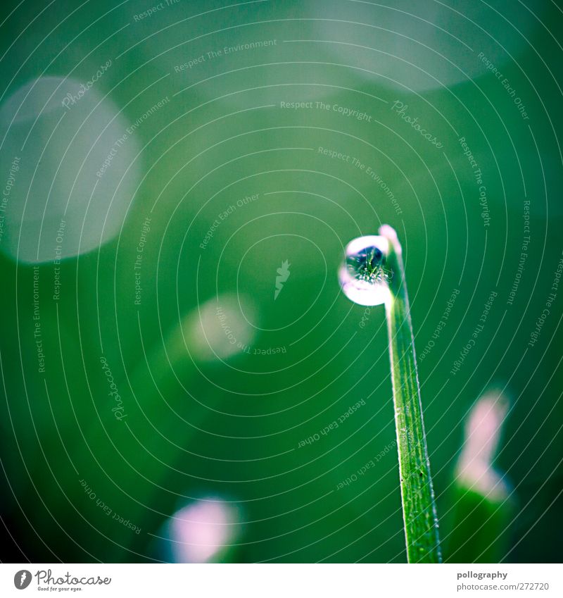 Morgentau (II) Umwelt Natur Pflanze Wasser Wassertropfen Sonnenlicht Frühling Sommer Wetter Schönes Wetter Gras Blatt Grünpflanze Garten Wiese nass grün