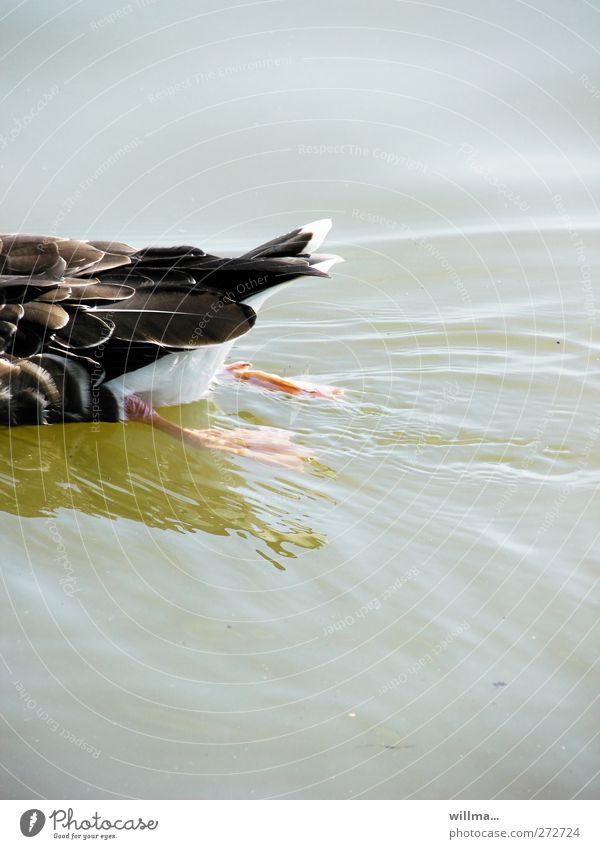 Halbe Ente Wasser Teich See Wildtier Stockente Feder Tierfuß Füße hoch 1 Schwimmen & Baden grau Bewegung Hälfte Schwanz zurück entkommen willma... Farbfoto