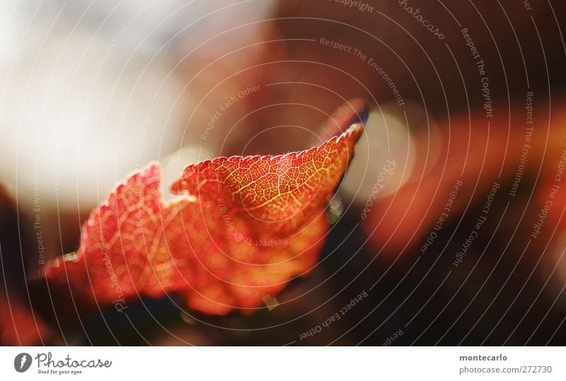 Red Umwelt Natur Pflanze Frühling Schönes Wetter Blatt ästhetisch dünn authentisch einfach frisch nah schön Spitze Wärme weich rot schwarz weiß Farbfoto