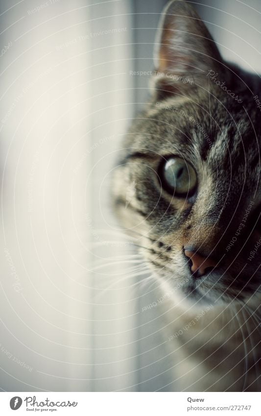 Was guckst du?! Tier Haustier Katze Tiergesicht 1 beobachten Blick Neugier niedlich grau Interesse Gelassenheit Katzenauge Katzenkopf Schnurrhaar Farbfoto