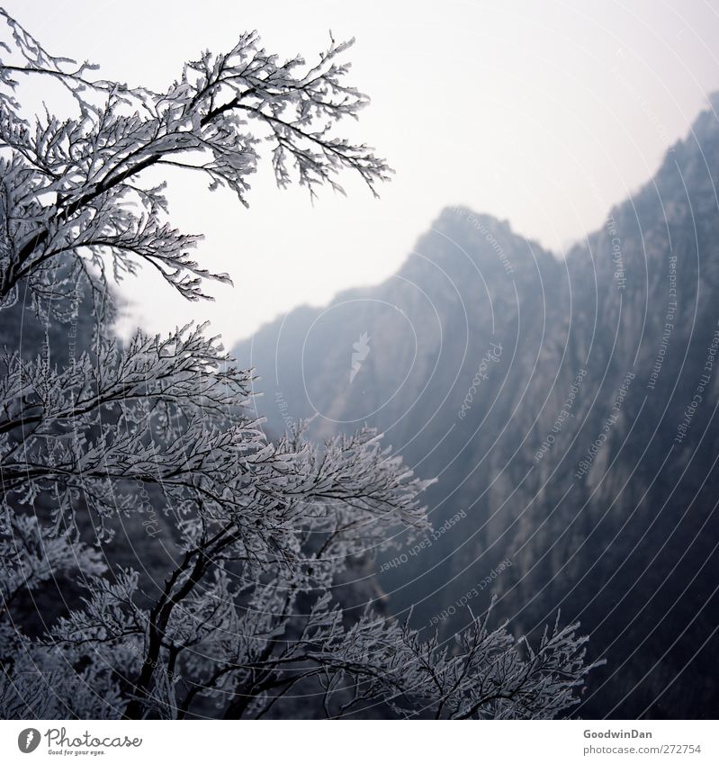 Into the wilderness. Umwelt Natur Winter Klima Wetter Eis Frost Pflanze Baum Hügel Berge u. Gebirge authentisch Ferne frei frisch groß Unendlichkeit kalt viele