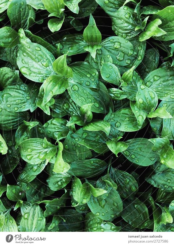 grüne Pflanzenblätter Blatt Garten geblümt Natur Dekoration & Verzierung abstrakt Konsistenz frisch Außenaufnahme Hintergrund Beautyfotografie Zerbrechlichkeit