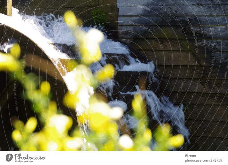 Hundertwasser Beruf Müller Mühle Wassermühle Handwerk Erneuerbare Energie Wasserkraftwerk Urelemente Pflanze Sträucher Ginster Bach Dorf Menschenleer Wasserrad