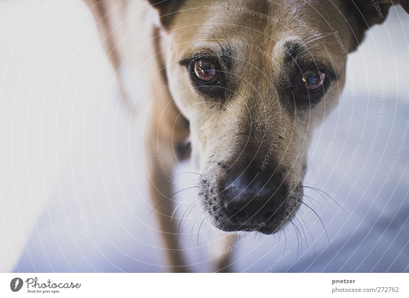 Uh? Tier Haustier 1 Tierjunges Blick Gefühle Freude Freundschaft Treue Auge Schnauze Fell beige braun Mischling Labrador Farbfoto Gedeckte Farben Innenaufnahme