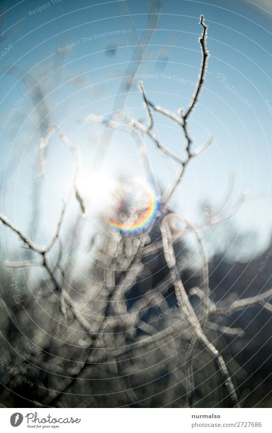 Winterabschied, JETZT. Wohnung Joggen Kunst Kunstwerk Natur Landschaft Pflanze Tier Sonne Klima Klimawandel Eis Frost Schnee Garten Park Wald Schmuck Linie