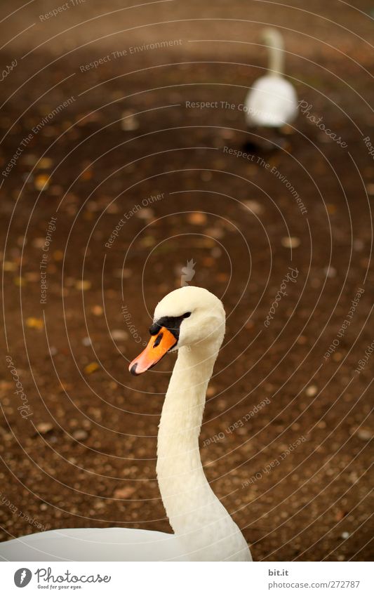 forever.... Umwelt Natur Erde Herbst Park Tier Vogel Schwan Tiergesicht 2 Tierpaar laufen stehen dunkel Zusammensein braun weiß Treue Schnabel Zoologie Märchen