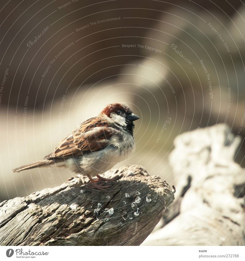 Dreckspatz Umwelt Natur Tier Urelemente Sommer Wildtier Vogel 1 Holz warten klein natürlich niedlich weich braun Spatz Feder Flaum singen Gezwitscher Schnabel