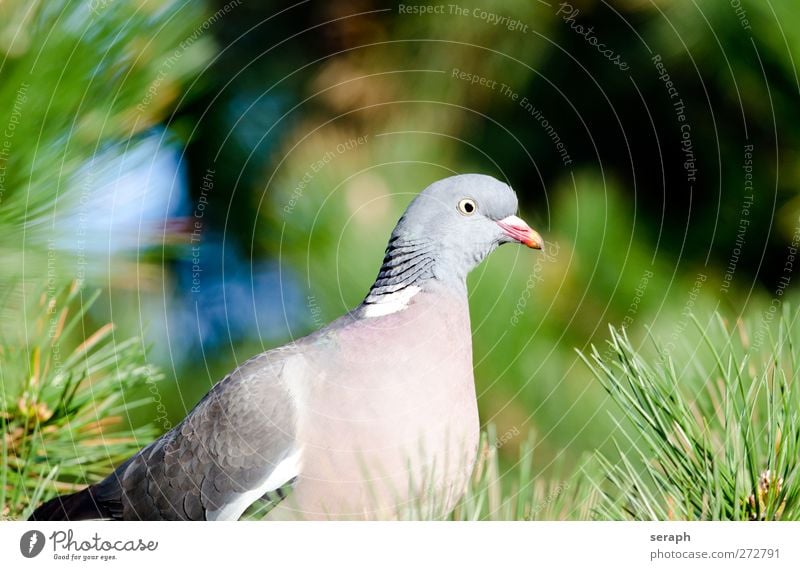 Täubchen Taube dove Tier Vogel Ringeltaube Feder gefiedert Baum Freiheit grün Natur Außenaufnahme wild Ornithologie Park Frieden aussruhen beobachten sitzen