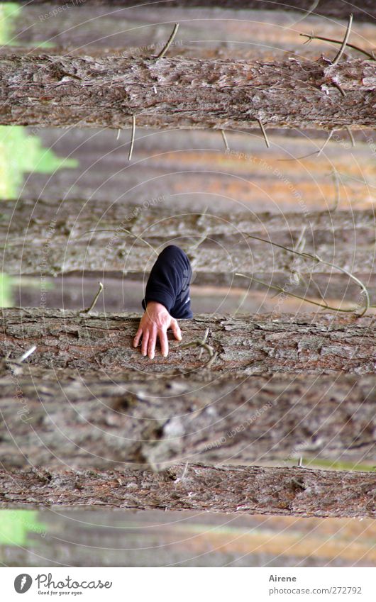 Baumstammhalter Mensch maskulin Mann Erwachsene Arme Hand 1 Natur Landschaft Kiefer Rotkiefer Wald Ärmel Jackenärmel Holz Streifen festhalten außergewöhnlich