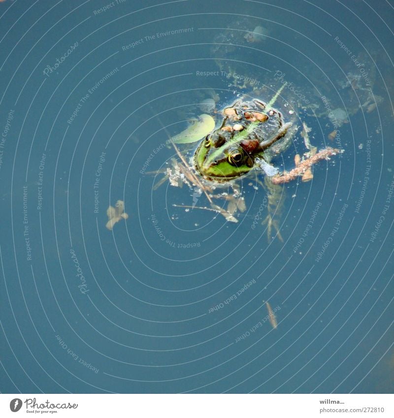 Verdreckter Ermittler Frosch Wasserfrosch Teich See Umweltverschmutzung Belastungsprobe Hintergrund neutral Textfreiraum