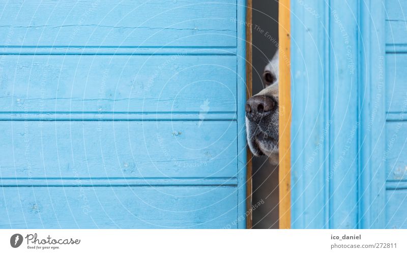 mal neugierig raus schnüffeln Lifestyle Fassade Tier Haustier Hund Labrador Tiergesicht Schnauze Nase Nasenloch 1 Duft träumen einfach elegant Neugier klug blau