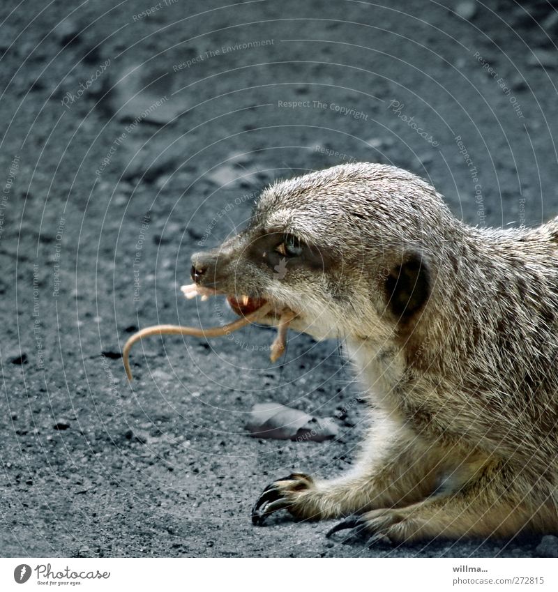 Fressen und gefressen werden. Erdmännchen frisst eine Maus Tier Wildtier Tiergesicht Krallen Manguste Landraubtier dunkel braun grau Überleben Fleischfresser