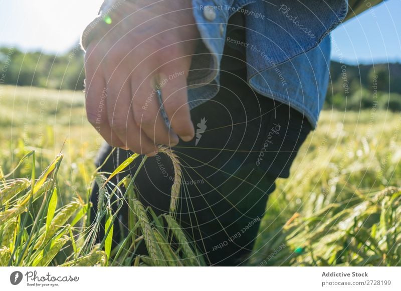 Getreideperson beim Wandern im Sommerfeld Mensch Feld berühren Natur Lifestyle Landschaft organisch Hand Körperteil Wiese Außenaufnahme Gras Pflanze Länder