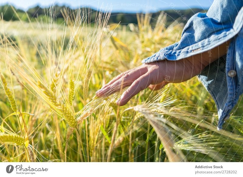 Getreideperson beim Wandern im Sommerfeld Mensch Feld berühren Natur Lifestyle Landschaft organisch Hand Körperteil Wiese Außenaufnahme Gras Pflanze Länder