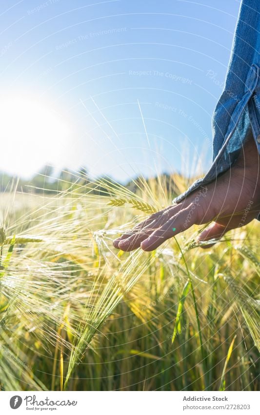 Getreideperson beim Wandern im Sommerfeld Mensch Feld berühren Natur Lifestyle Landschaft organisch Hand Körperteil Wiese Außenaufnahme Gras Pflanze Länder