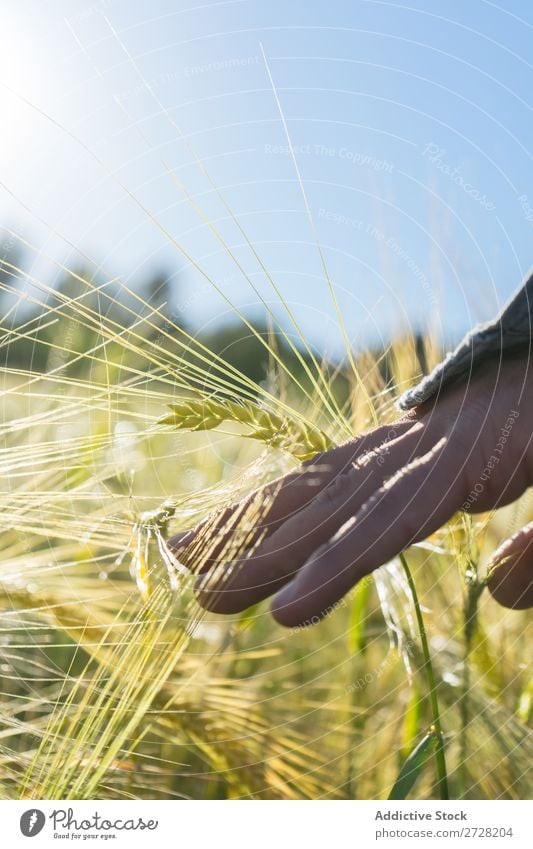 Getreideperson beim Wandern im Sommerfeld Mensch Feld berühren Natur Lifestyle Landschaft organisch Hand Körperteil Wiese Außenaufnahme Gras Pflanze Länder