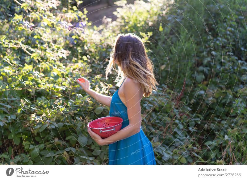 Mädchen beim Beerenpflücken im Garten Frau sammelnd Kommissionierung Ernte süß Landwirtschaft Gärtner Natur reif organisch natürlich frisch Sträucher Vitamin