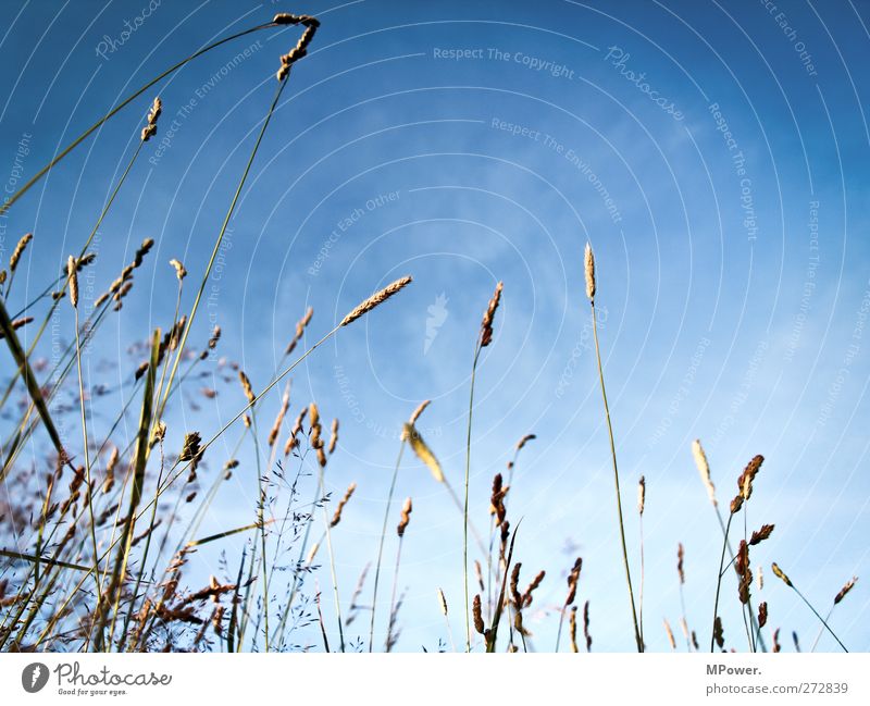 dem himmel entgegen Himmel Gras Halm Wolken Wiese Erholung blau Schilfrohr Feld Menschenleer