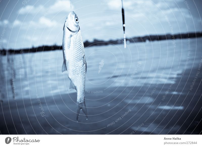 Ein Ende in blau Sushi fangen Fressen Jagd leuchten frisch schleimig silber schuppig Schwimmer (Angeln) töten Gebiss Flosse rotfeder Rotauge Haken ködern Köder