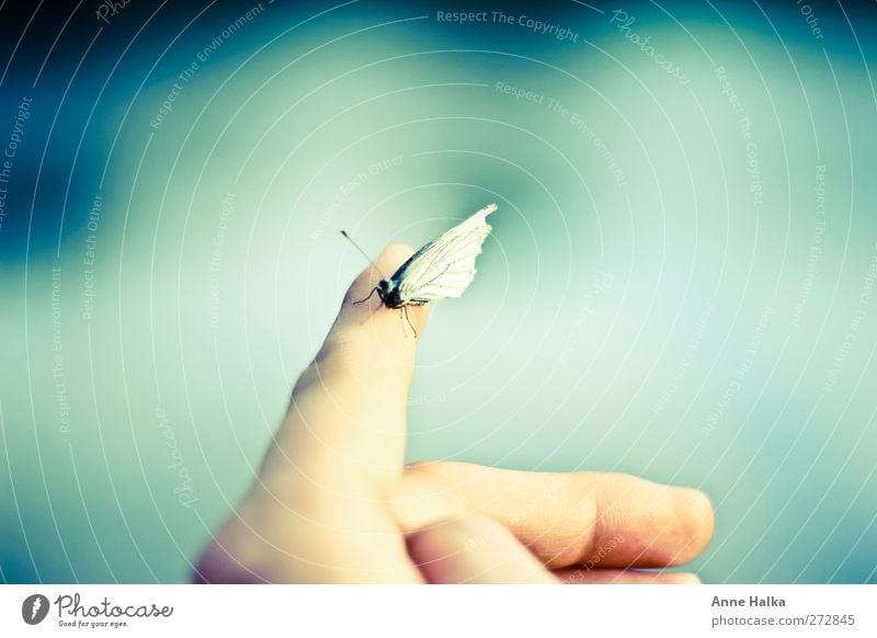 Pieris brassicae Hand berühren sanft kohlweißling Schmetterling Schmetterlinge im Bauch Fühler Finger gefangen Freiheit Ferne Sehnsucht sitzen fliegen vorwärts