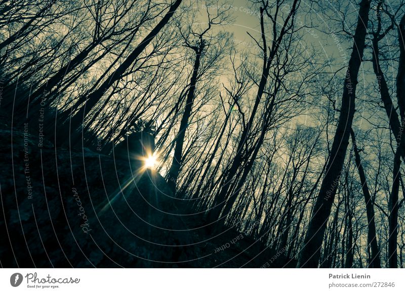 Night and Day Umwelt Natur Landschaft Urelemente Luft Sonnenlicht Wetter Baum Wald ästhetisch gruselig Schüchternheit Respekt Beginn Einsamkeit einzigartig