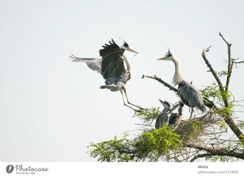 Familie Umwelt Natur Tier Pflanze Baum Ast Wildtier Vogel Reiher 4 Tierfamilie fliegen außergewöhnlich frei Zusammensein natürlich Schutz Geborgenheit