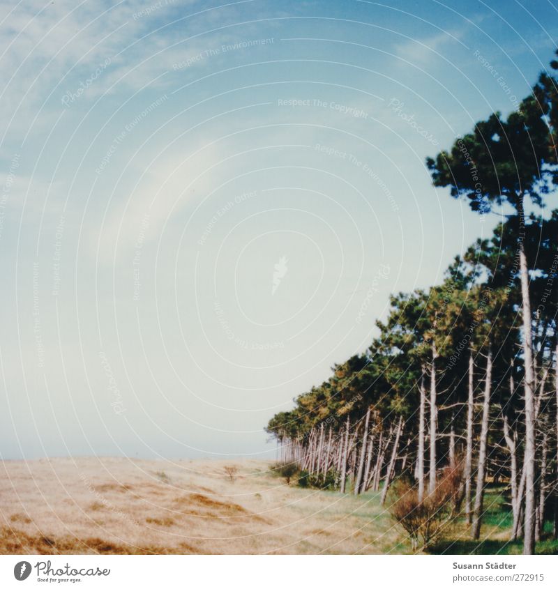 Hiddensee | __III Ferien & Urlaub & Reisen Tourismus Sommer Sommerurlaub Sonne Strand Meer Insel Himmel Wolken Sonnenlicht Frühling Baum Grünpflanze Wald Ostsee