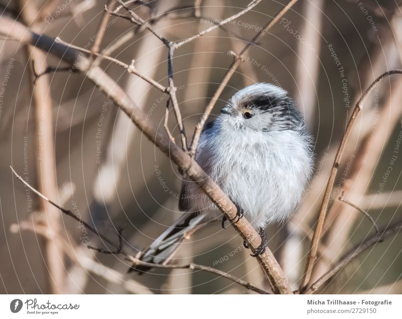 Schwanzmeise auf einem Zweig Natur Tier Sonne Sonnenlicht Schönes Wetter Sträucher Zweige u. Äste Wildtier Vogel Tiergesicht Flügel Krallen Meisen Auge Schnabel