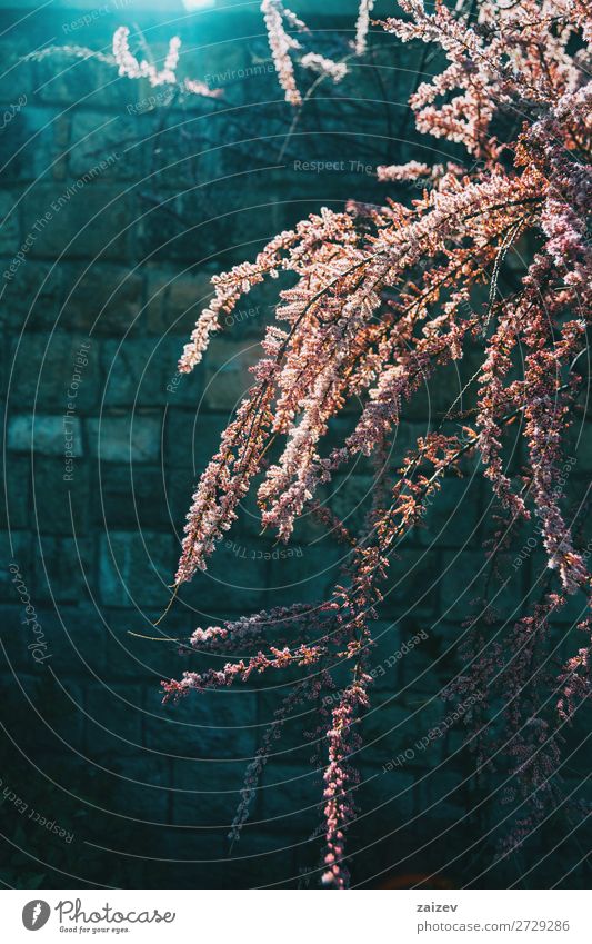 Zweige voller rosa Blüten von Tamarix chinensis Tamariske Fünf-Sterne-Tamariske Chinesische Tamariske Salzzeder Blumen geblümt blühende Überstrahlung