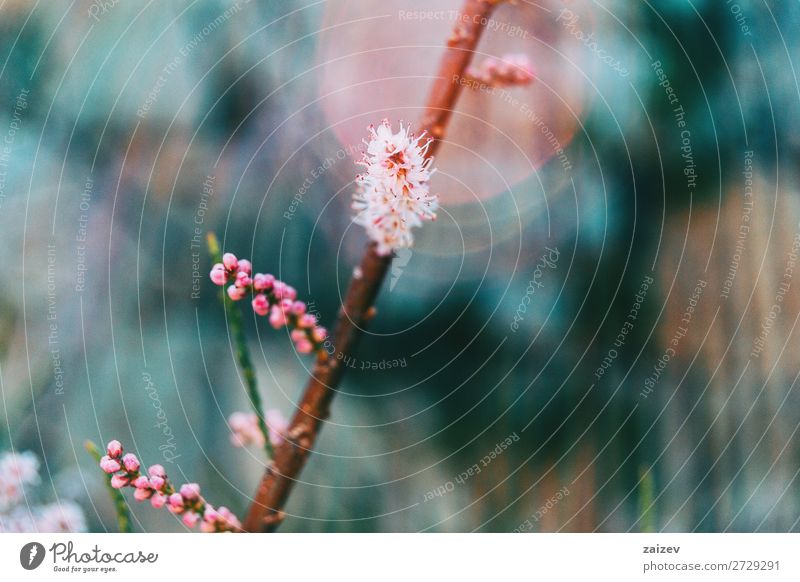 Nahaufnahme einiger kleiner rosa Blüten und Knospen von Tamarix chinensis Tamariske Fünf-Sterne-Tamariske Chinesische Tamariske Salzzeder Blumen geblümt